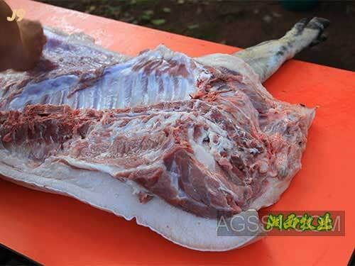 云南黑猪图片黑猪仔猪沉庆黑猪仔猪
