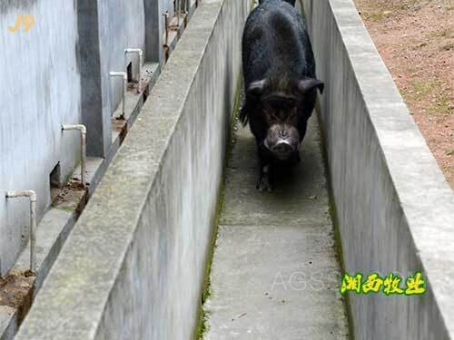 公猪跑道